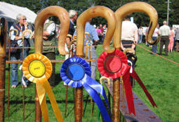 Rosettes at an Agricultural Show